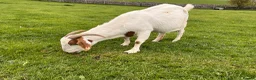 Goats livestock for sale: 2 Boer Nannie goats  - Advert 1