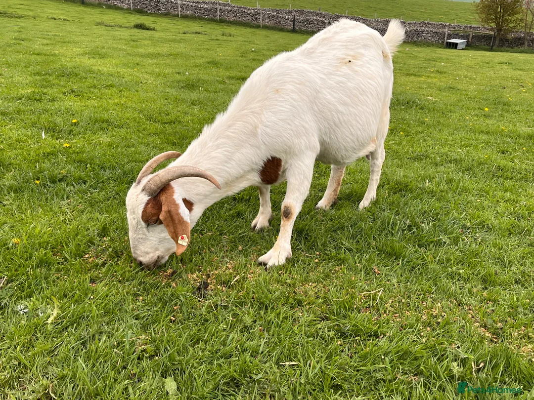 Goats livestock for sale: 2 Boer Nannie goats  - Advert 1