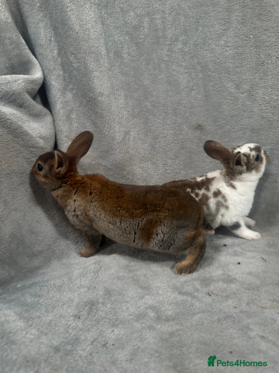 Rex rabbits for sale: Baby Rex baby’s ready in 3 weeks - Image 2