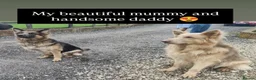 German Shepherd dogs for sale: Isabella German Shepherds - Advert 4