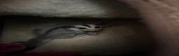 Sugar Glider rodents for sale: Male & Female gliders ready now  - Advert 4
