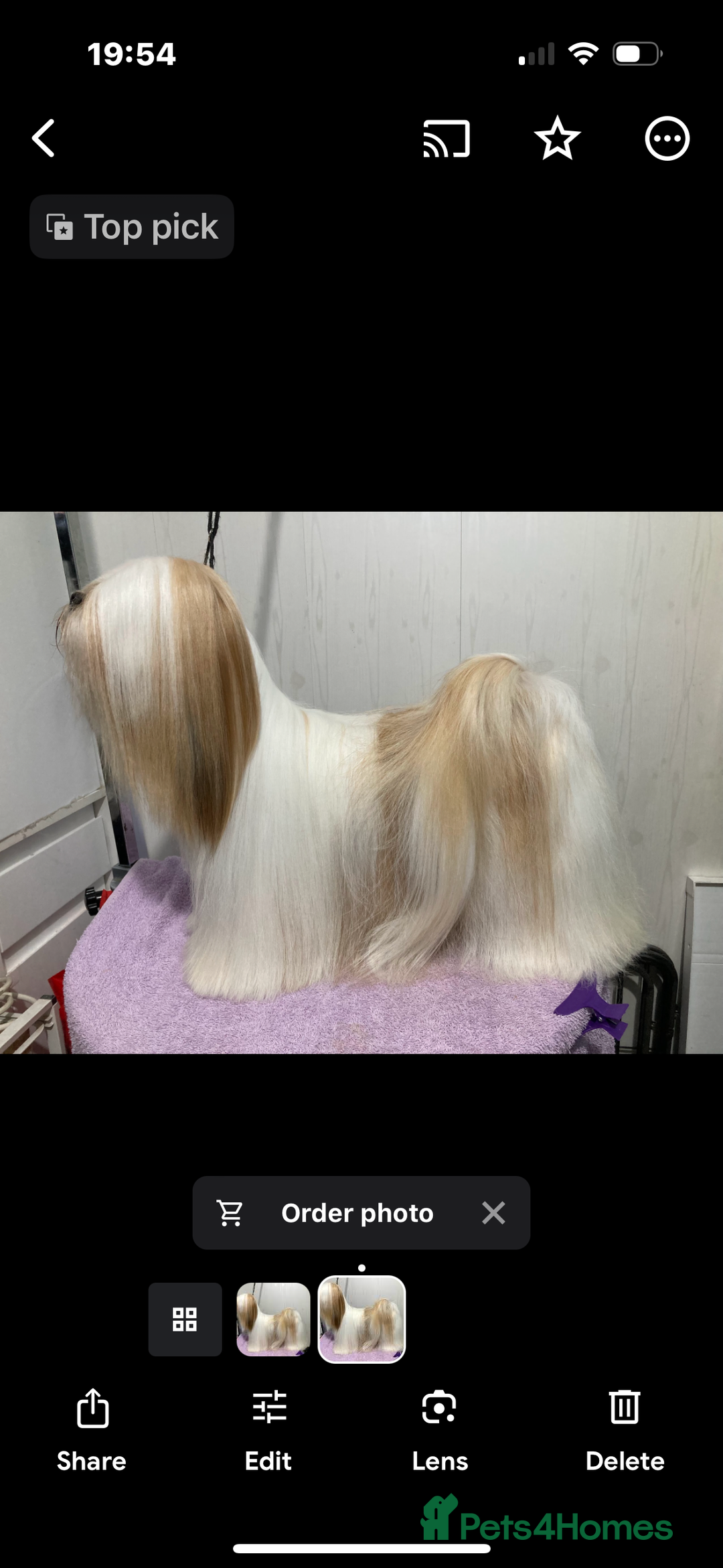 Lhasa Apso dogs for sale: KC reg female Lhasa apso puppy PRA clear  - Advert 23