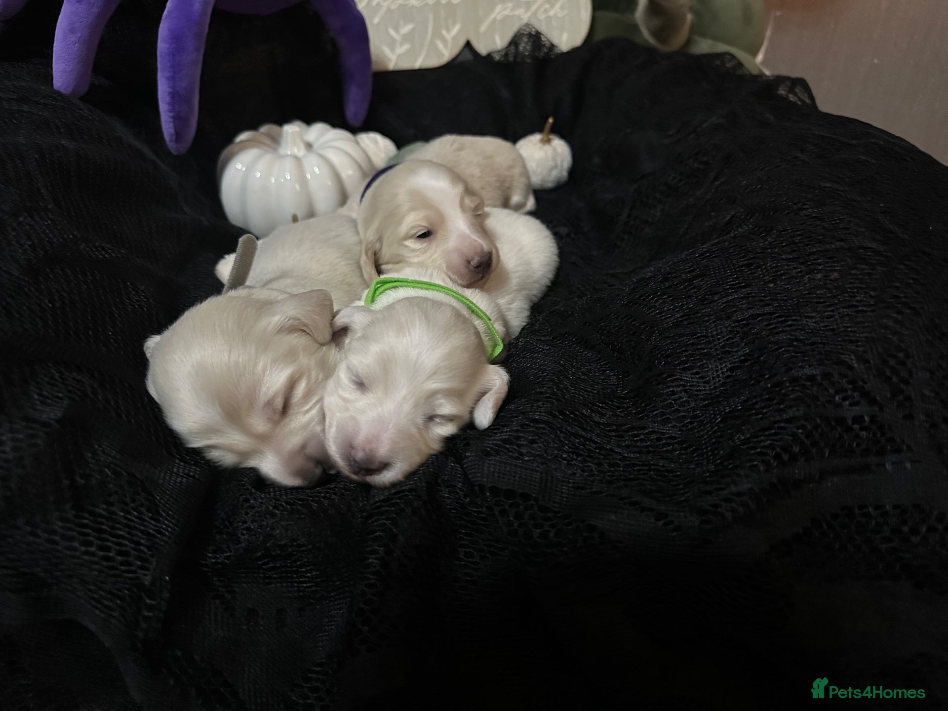 Miniature Dachshund dogs for sale: Miniature longhaired cream dachshund  - Advert 1