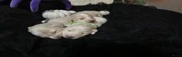 Miniature Dachshund dogs for sale: Miniature longhaired cream dachshund  - Advert 3