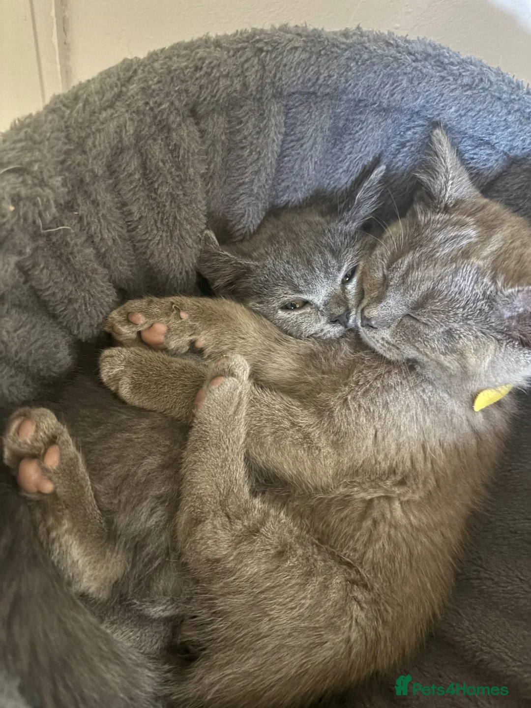 British Shorthair cats for sale: Full British Shorthair Kittens for Sale 🐾 - Advert 14