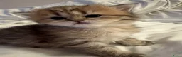 British Longhair cats for sale: ✨ STUNNING BRITISH LONGHAIR KITTENS – 5 AVAILABLE✨ - Advert 14