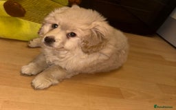 Mixed Breed dogs for sale: Cocker Spaniel X Pomeranian - Advert 4