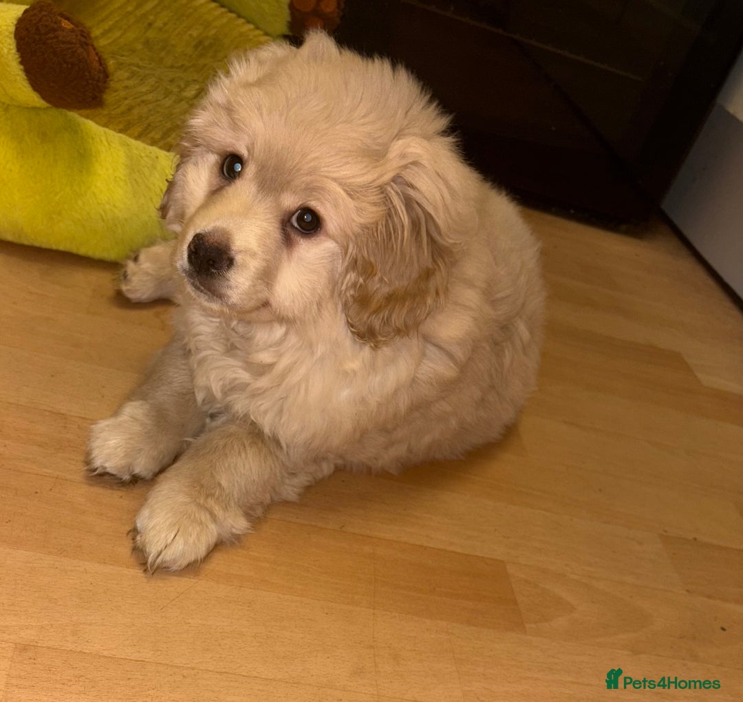 Mixed Breed dogs for sale: Cocker Spaniel X Pomeranian - Advert 4