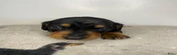 Miniature Dachshund dogs for sale: 3 beautiful girls  - Advert 14