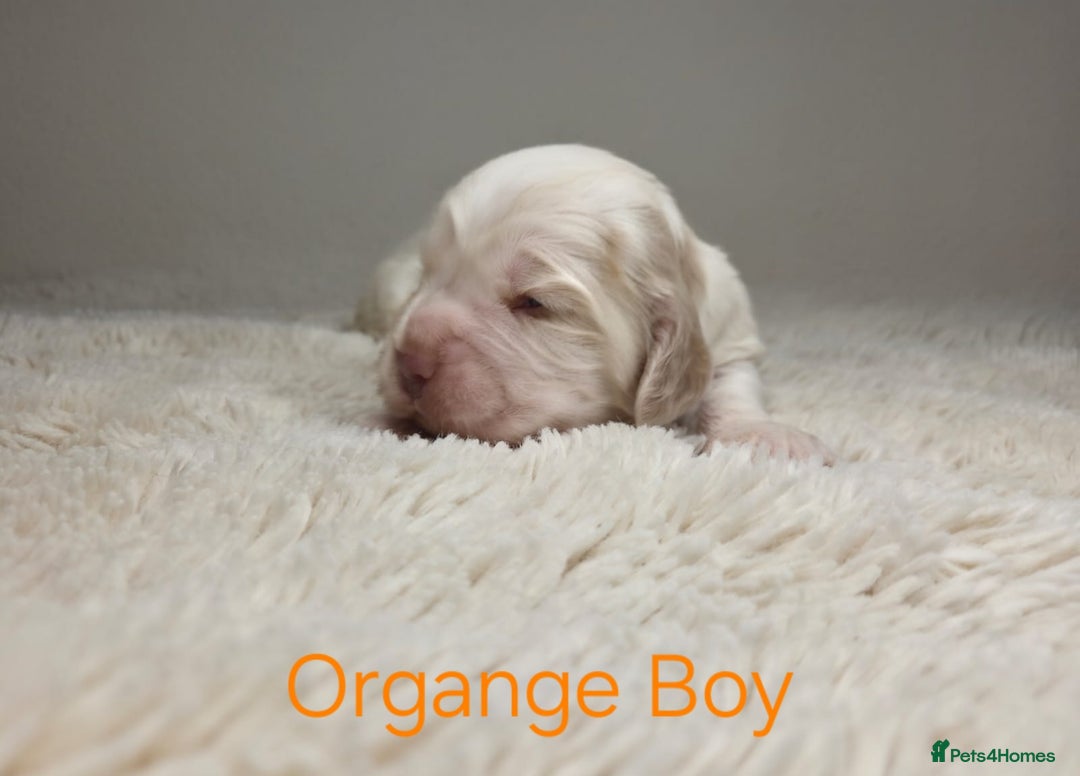 Cocker Spaniel dogs for sale: Beautiful Show Type Cocker Spaniels - Advert 9