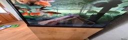 Fancy Goldfish fish for sale: Fluval Roma 240 complete fancy goldfish aquarium  - Advert 11