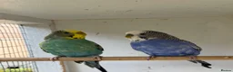 Budgerigars birds for sale: Double splits of bw/bf budgies  - Advert 4