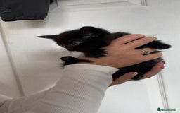 British Shorthair cats for sale: British short hair mixed kittens - Advert 11