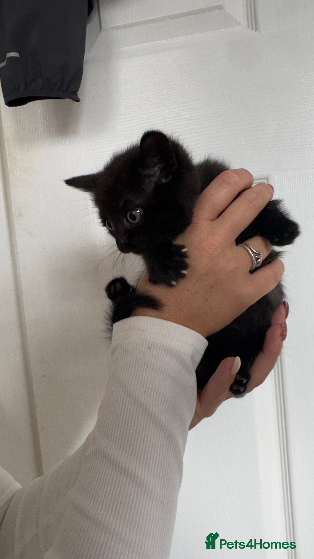 British Shorthair cats for sale: British short hair mixed kittens - Advert 11