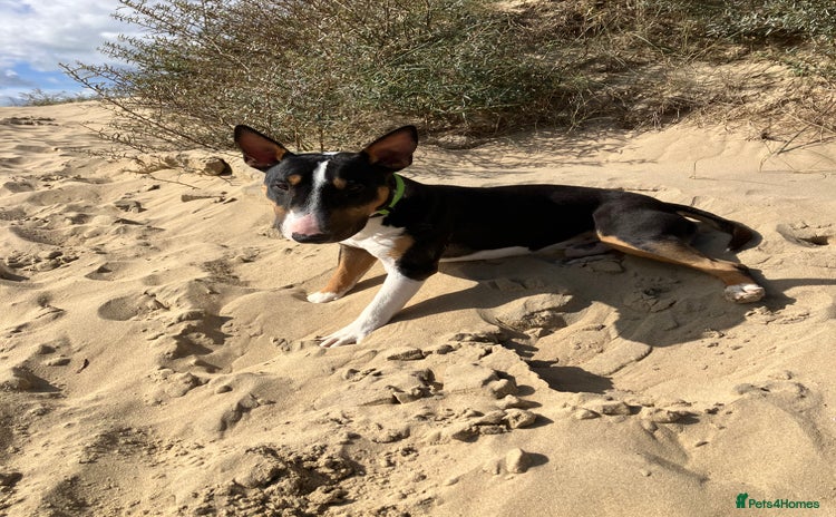 Miniature Bull terrier dogs - Advert 1