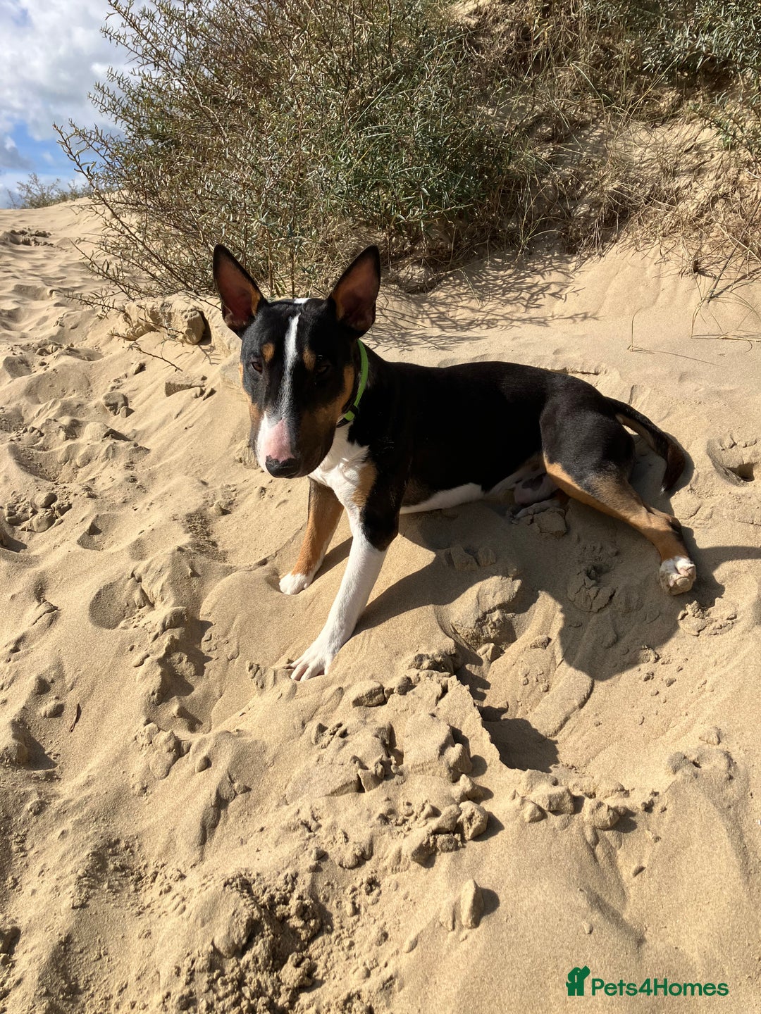 Miniature Bull terrier dogs for sale: Miniature bull terrier  - Image 1