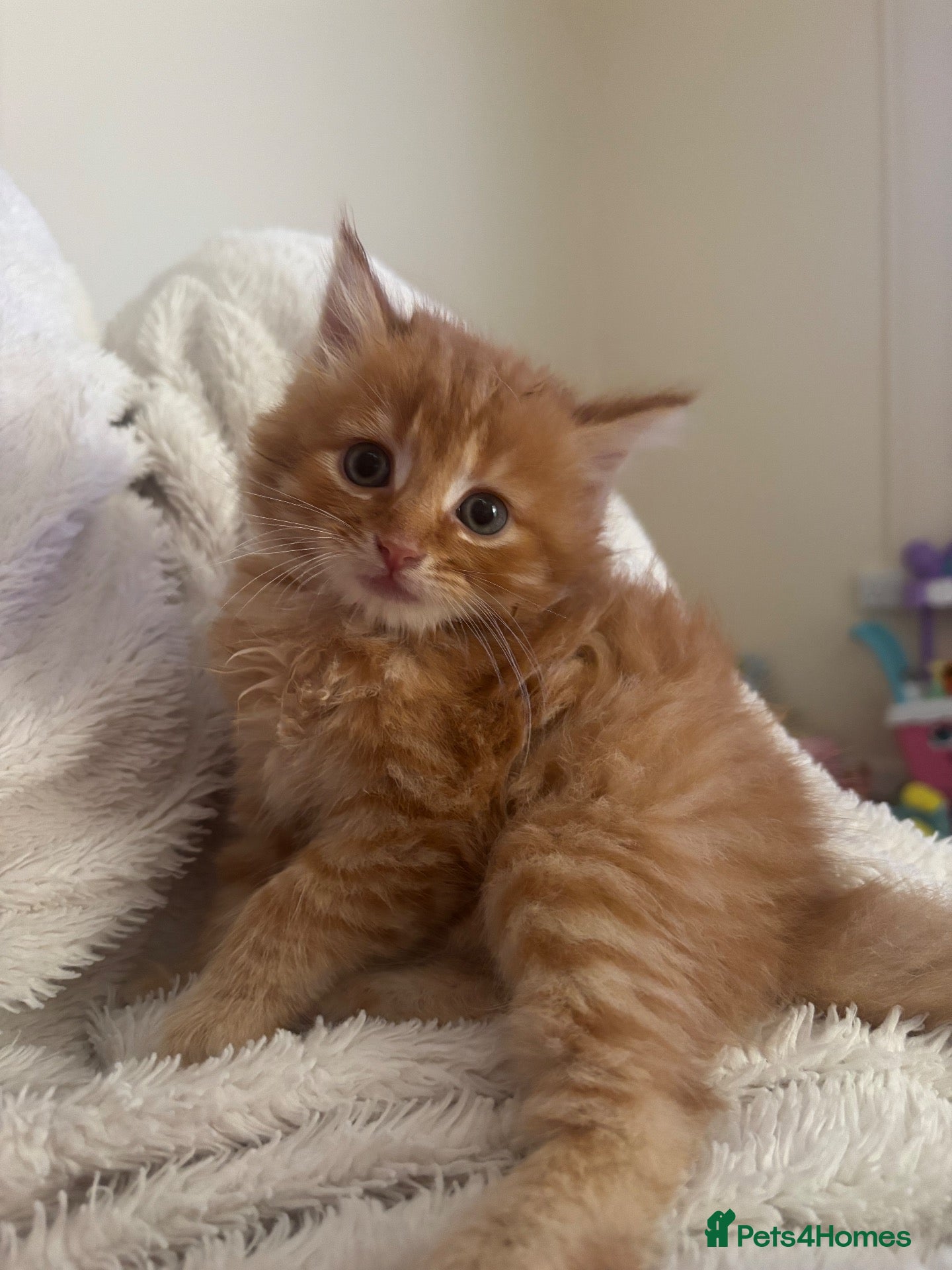 Domestic Shorthair cats 6 gorgeous kittens looking for loving home - Advert 17
