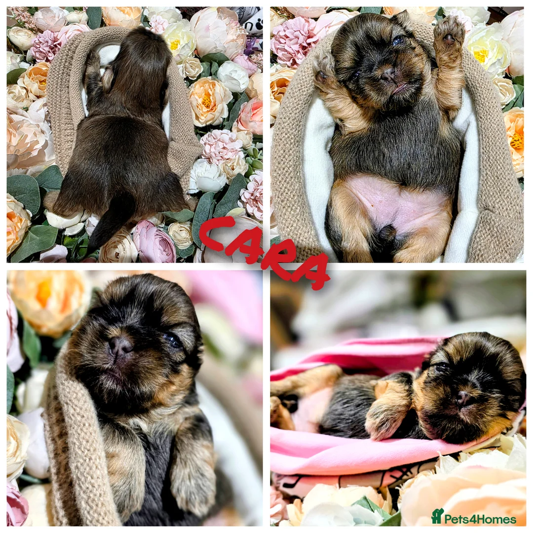 Shih Tzu dogs for sale: 🐾Shih tzu puppies 🐾 - Advert 3