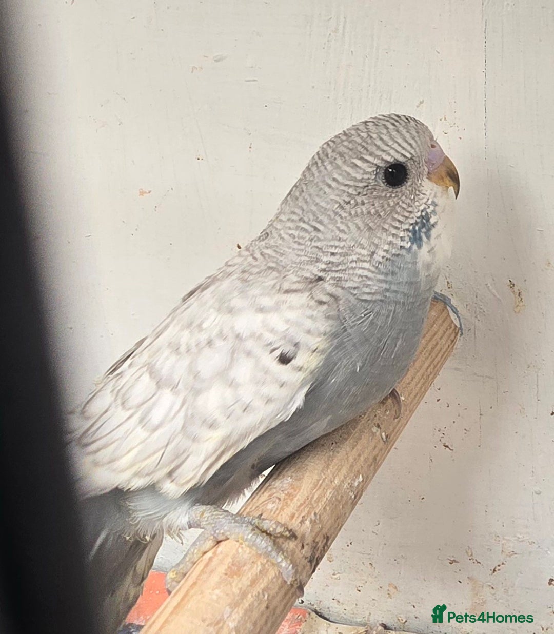Budgerigars birds for sale: Budgies  - Image 24