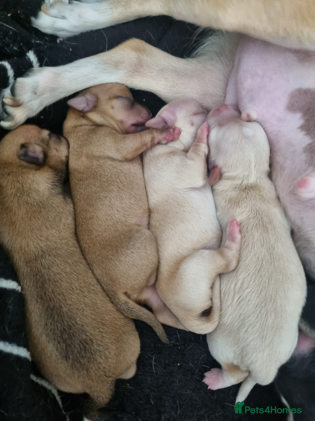 Chihuahua dogs for sale: Chihuahua  - Image 2