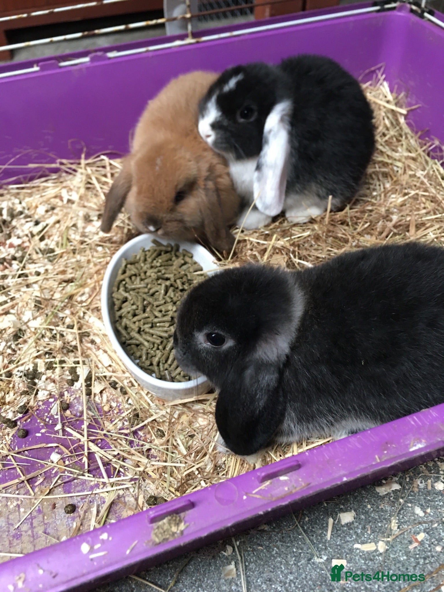 Mini Lop rabbits Gorgeous mini lops for sale  - Advert 19