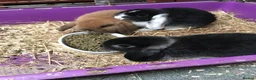 Mini Lop rabbits for sale: Gorgeous mini lops for sale  - Advert 1
