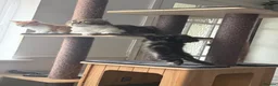 Scottish Fold cats for sale: Adorable kittens - Advert 17