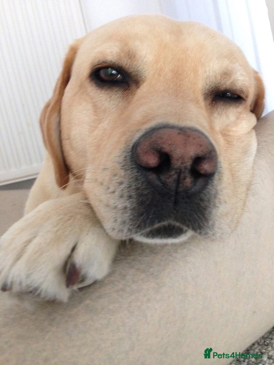 Labrador Retriever dogs for sale: Chunky KC Registered Labrador puppies - Image 23