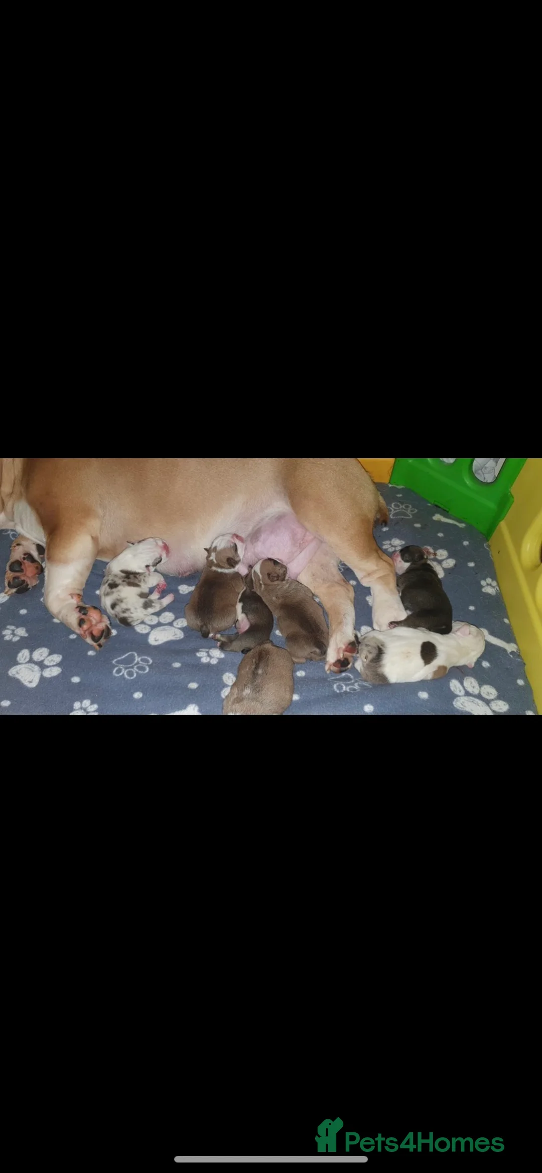 English Bulldog dogs for stud: PROVEN -SHRINKABULLS bloodline.  in Coventry - Advert 7