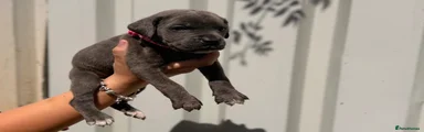 Brindle female 