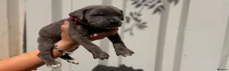 Cane Corso dogs for sale: Stunning cane corso 🐶 - Advert 18