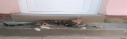 Mixed Breed cats for sale: 2x sisters  in Braintree - Advert 3