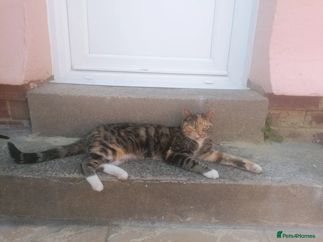 Mixed Breed cats for sale: 2x sisters  in Braintree - Advert 3
