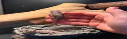 Bearded Dragon reptiles for sale: Trans Hypo Bearded Dragons - Advert 11