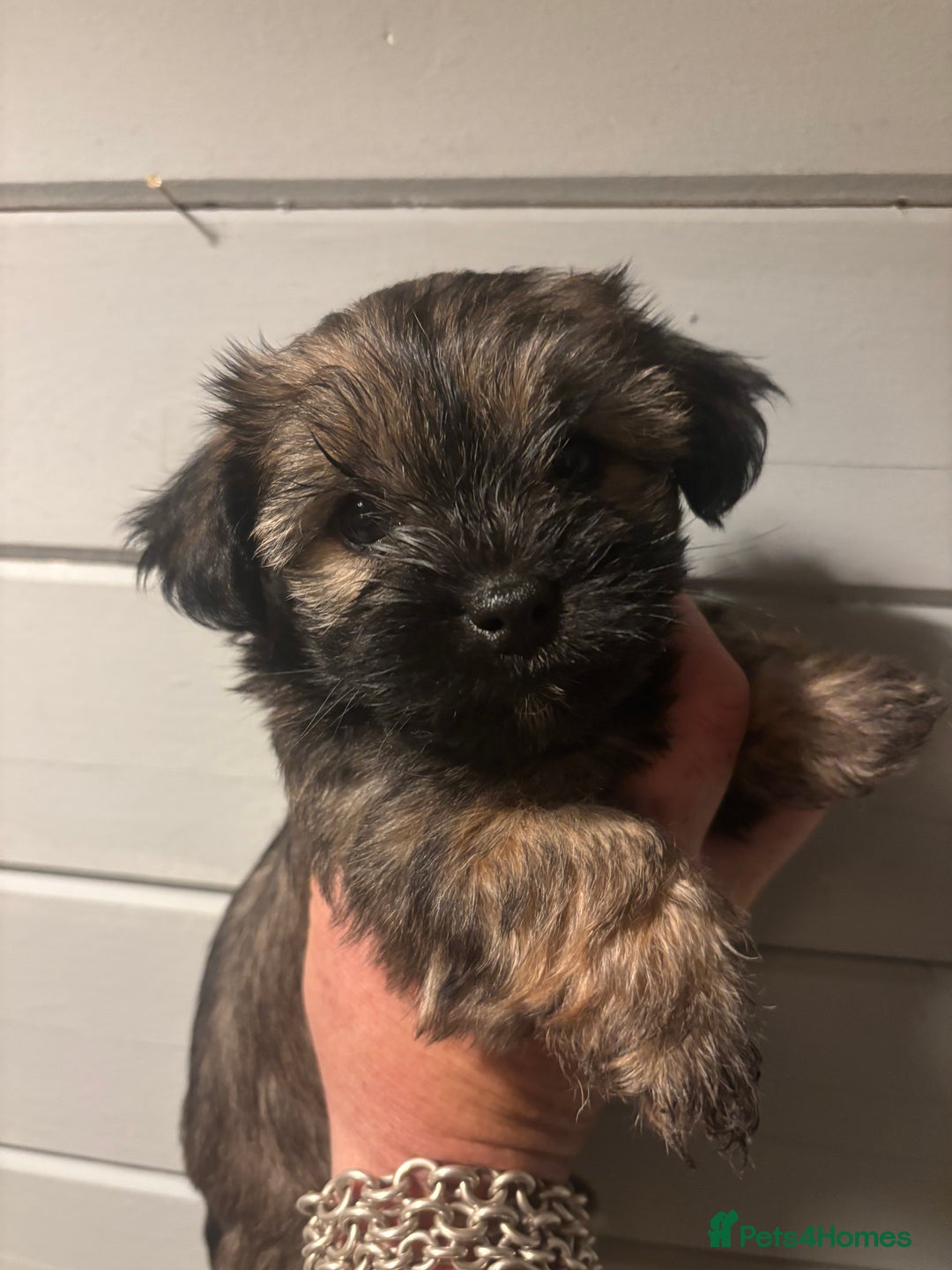 Mixed Breed dogs for sale: Gorgeous little teddy bear  - Advert 3
