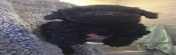 Toy Poodle dogs for sale: Gorgeous Toy poodle puppies  - Advert 10