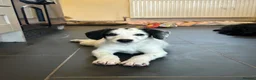 Bordoodle dogs for sale: Bordoodle 2 is the only remaining pup - Advert 2