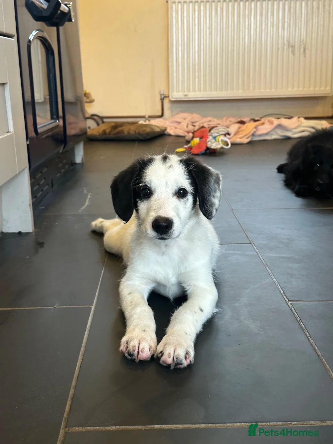Bordoodle dogs for sale: Bordoodle 2 is the only remaining pup - Advert 2