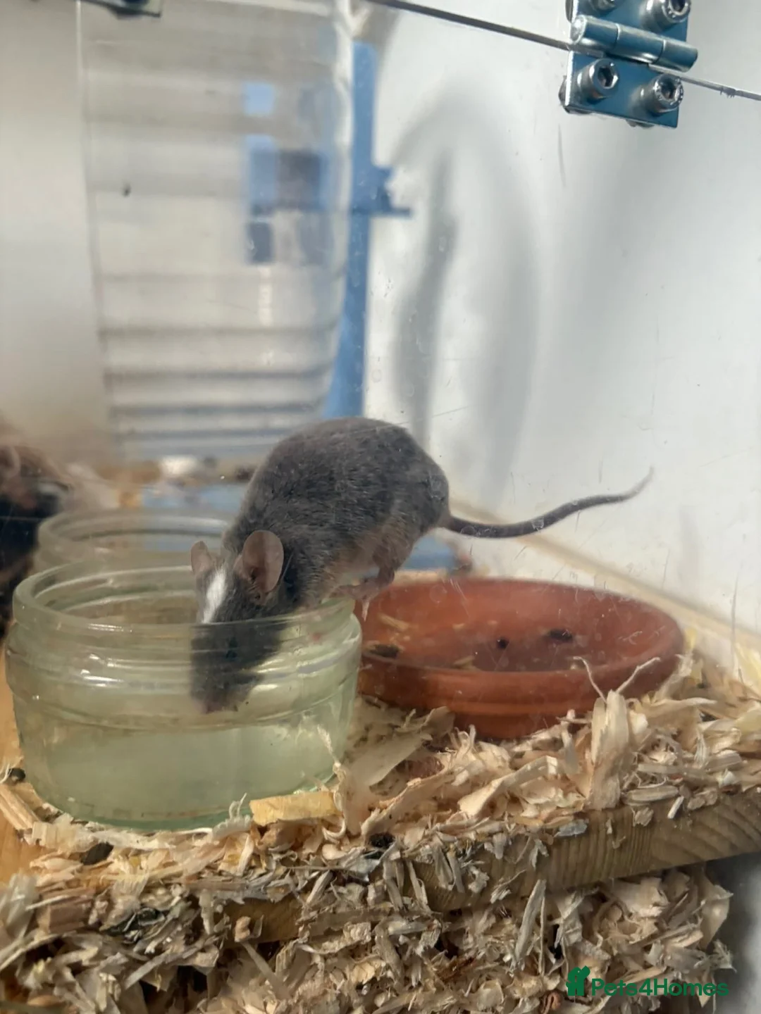 Mouse rodents for sale: 6 Fancy mice and cage  - Advert 7