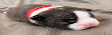 Boston Terrier 4