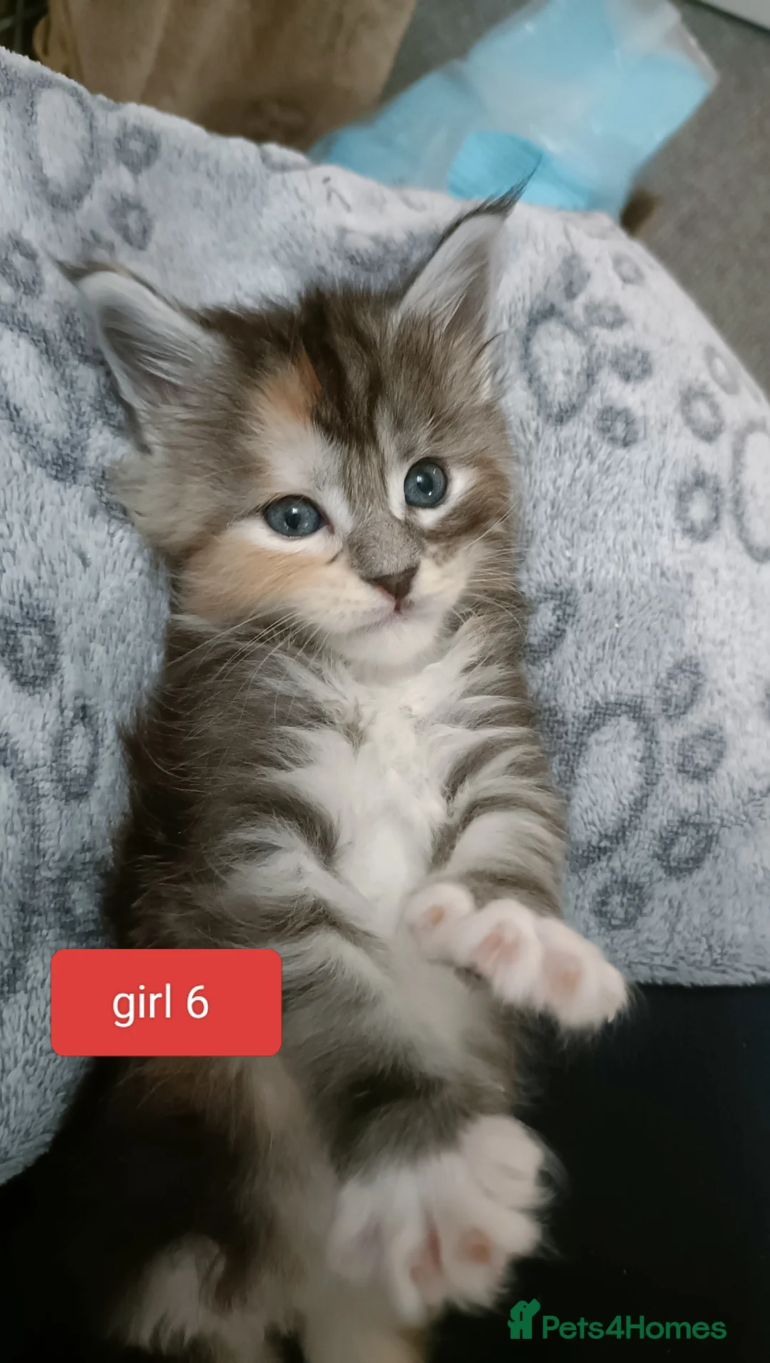 Maine Coon cats for sale: 😻😻😻Adorable fluffy Maine Coon kittens 😻😻😻 - Advert 25