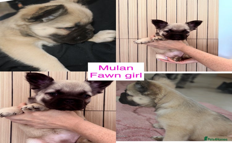 French Bulldog dogs - Advert 2
