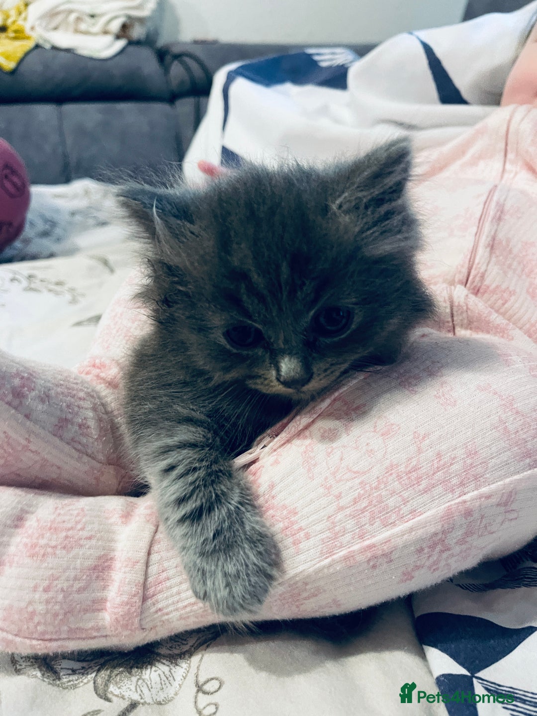 British Shorthair cats for sale: 🌟Gorgeous Male British Shorthair Kitten 🌟 - Advert 6