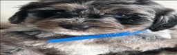 Sheepadoodle dogs for stud: Sheepadoodle hybrid stud  - Advert 9