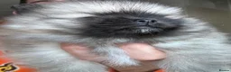 Pomeranian dogs for sale: Double Champion Lines Pomeranian KC Reg - Advert 24