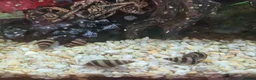 Tetras fish for sale: 🐟🦐🐌Various tropical fish, snails and shrimp in Milton Keynes - Advert 5