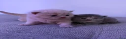 British Shorthair cats for sale: British shorthair kittens.  - Advert 11
