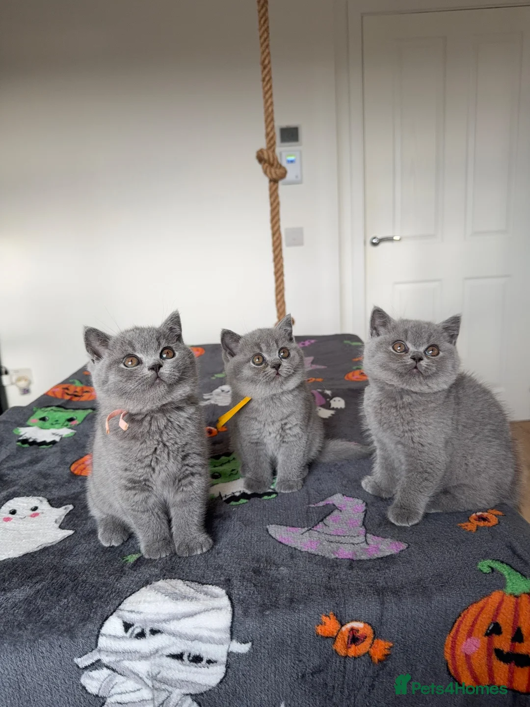 British Shorthair cats for sale: British Shorthair Kittens GCCF Registered😻✨😻 - Advert 1
