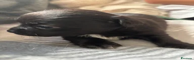 Chihuahua 2
