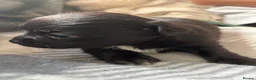Chihuahua dogs for sale: Beautiful long haired black chihuahua puppies in Oxted - Advert 5